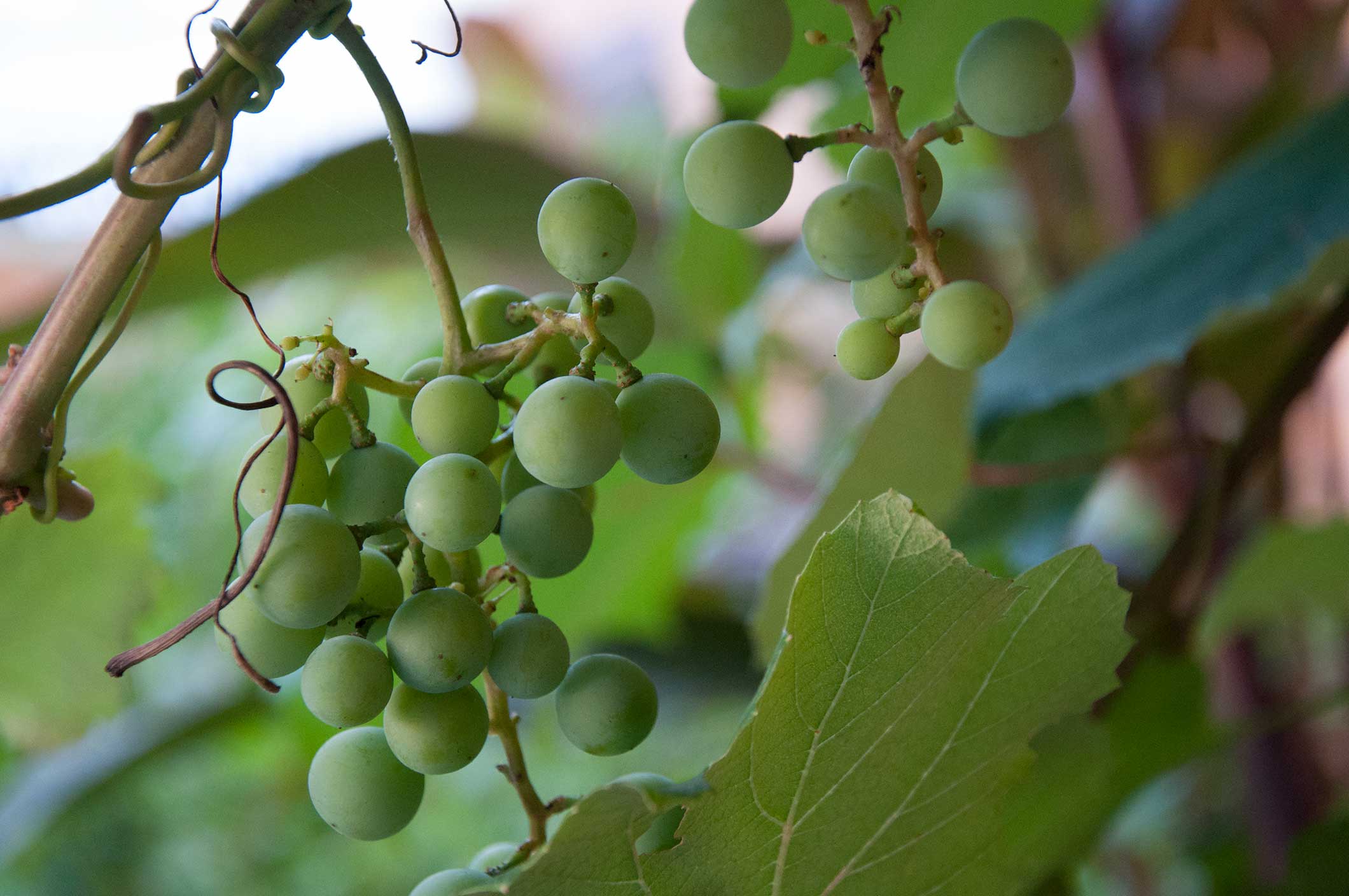 Propagating Grape Vines from Cuttings - P. Allen Smith