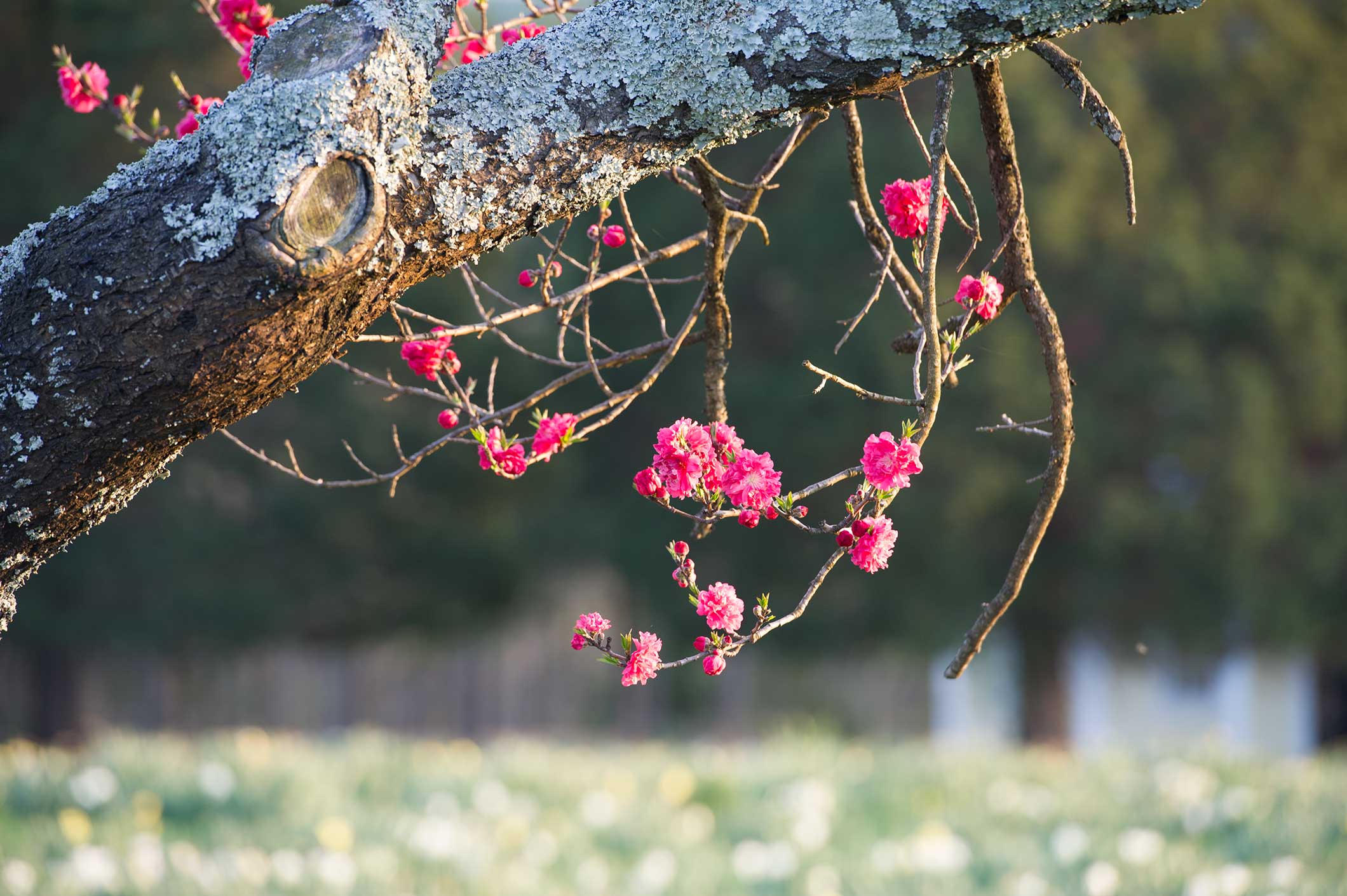 Early Spring Gardening Activities P Allen Smith