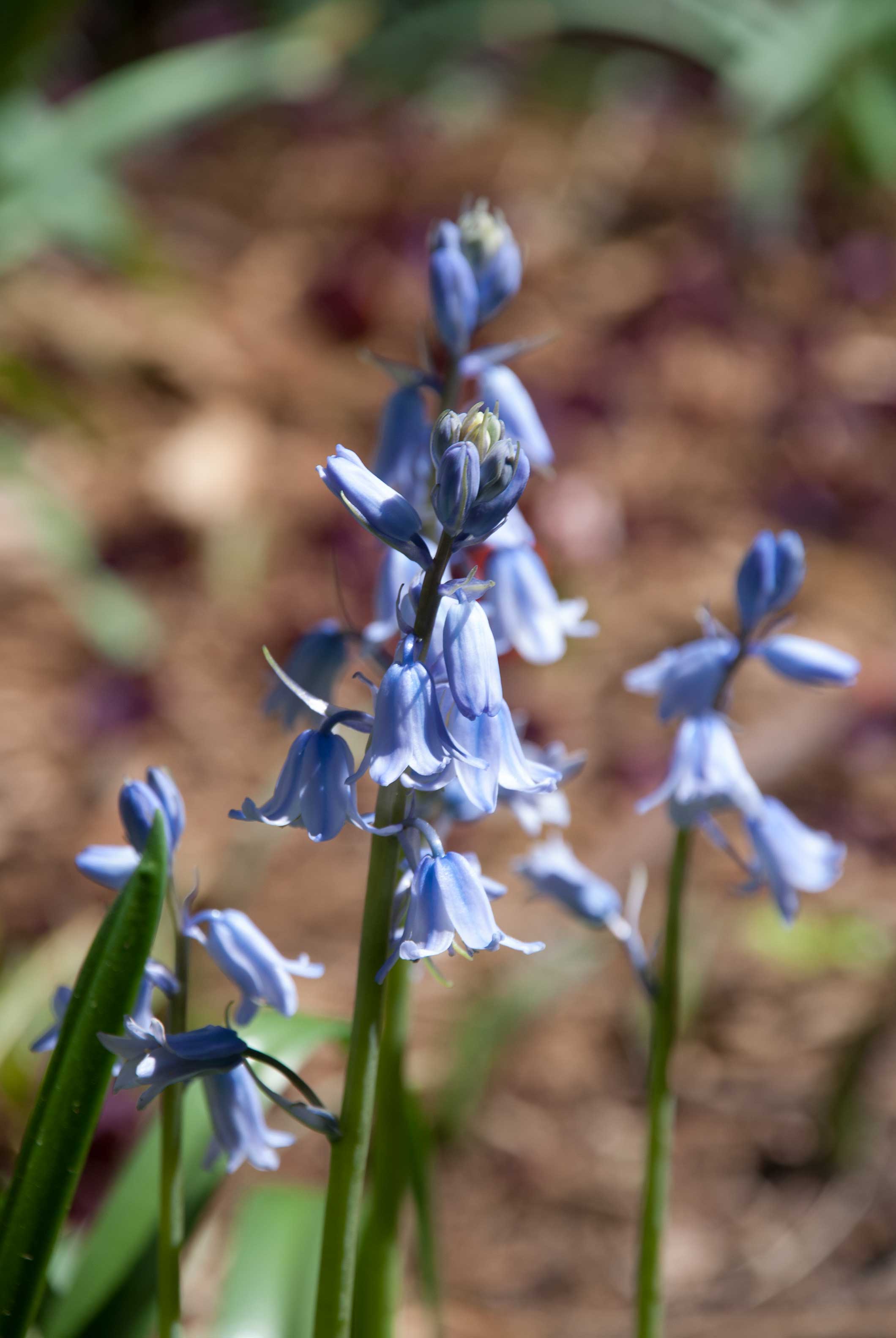 Spanish Bluebell &ndash; P. Allen Smith