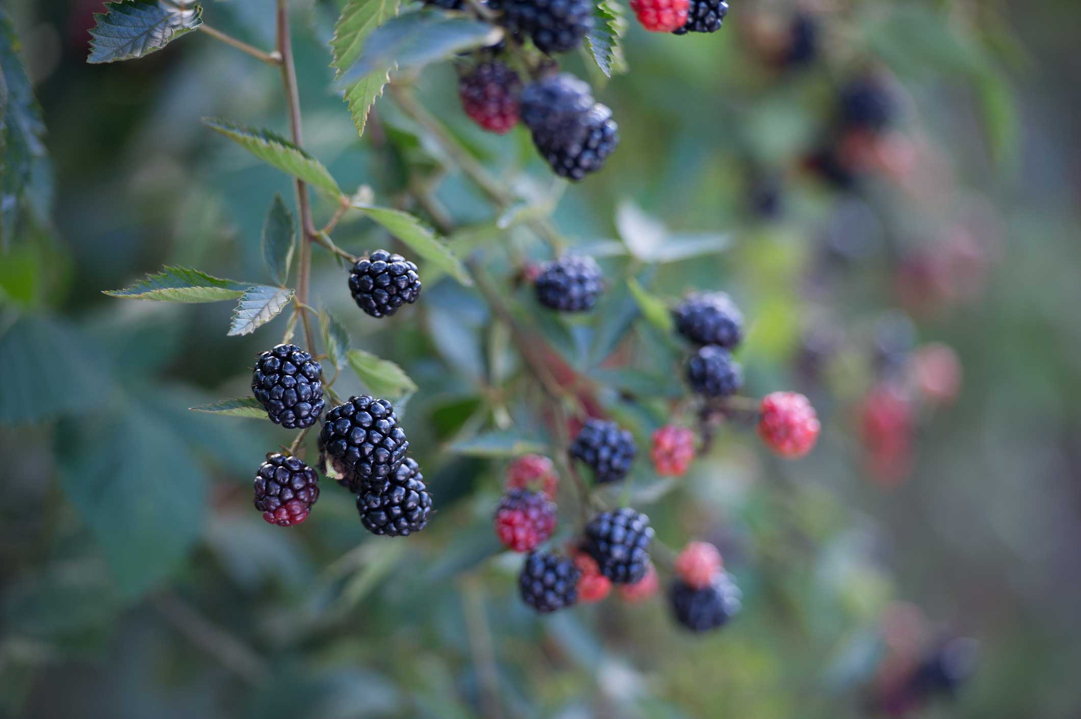 Growing Blackberries