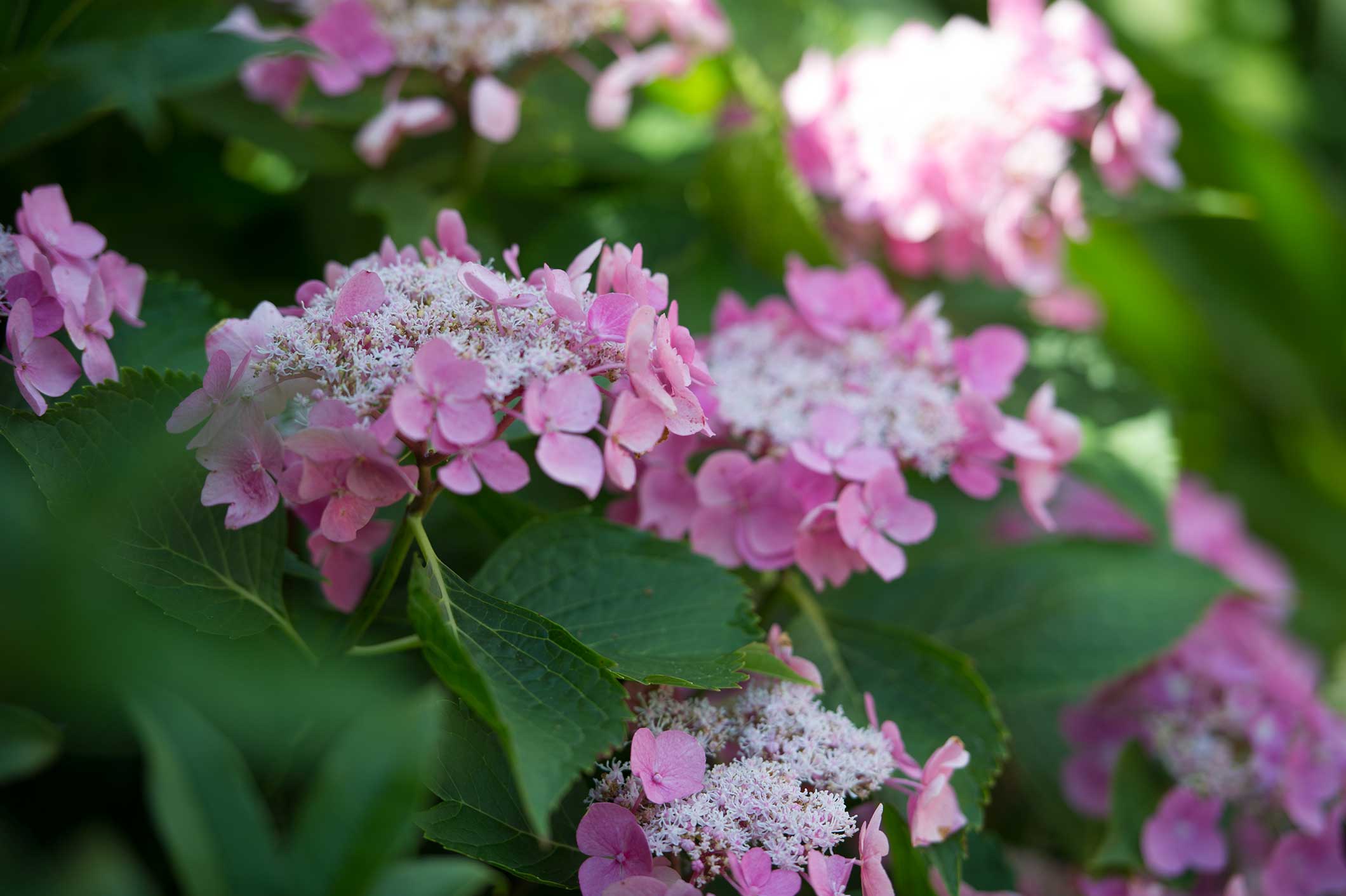 How To Prune Hydrangeas P Allen Smith