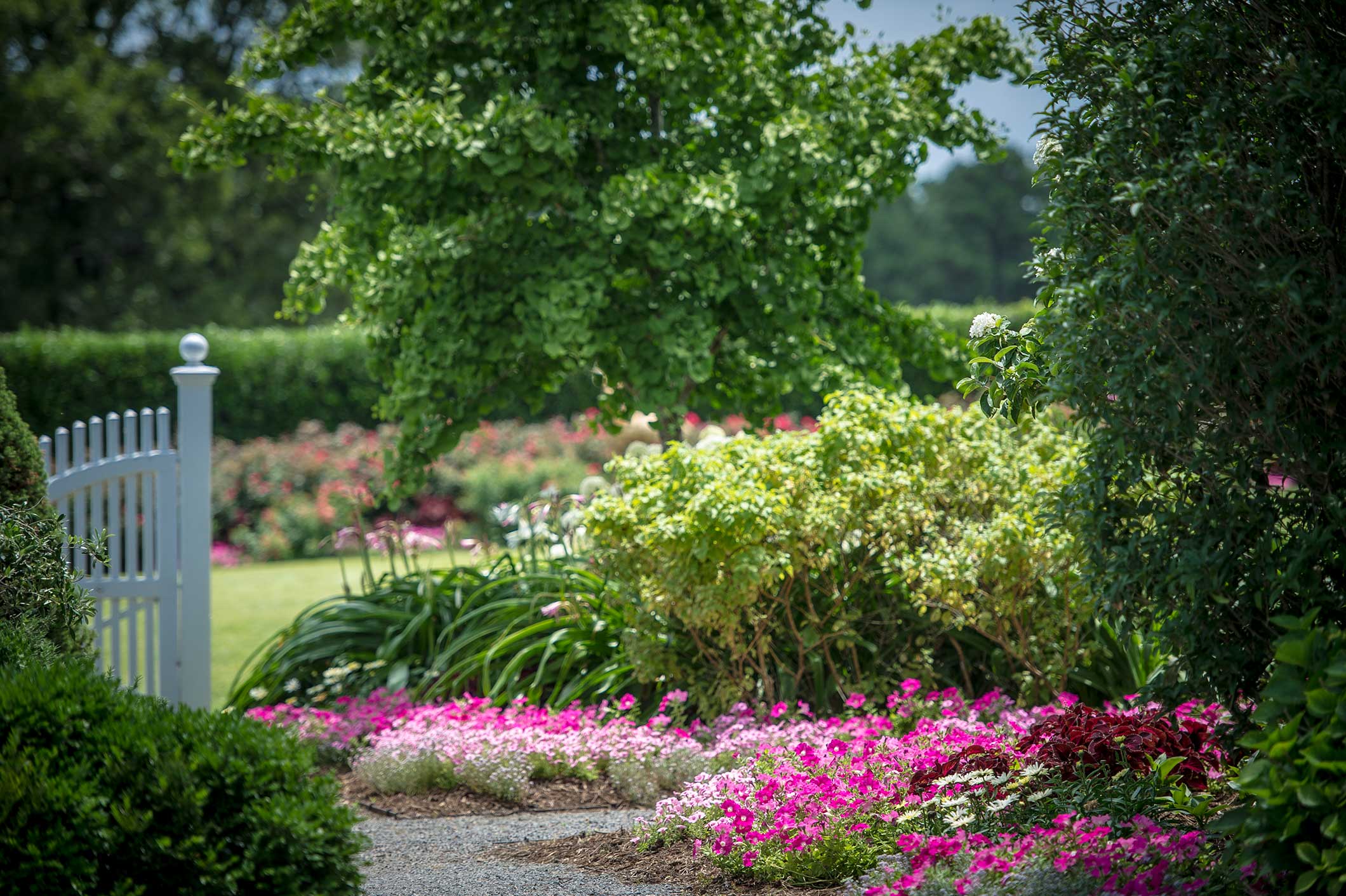 Annuals versus Perennials P. Allen Smith