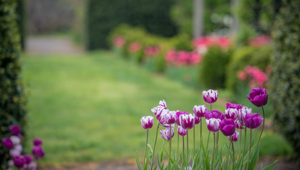 10 Spring Bulb Questions P. Allen Smith