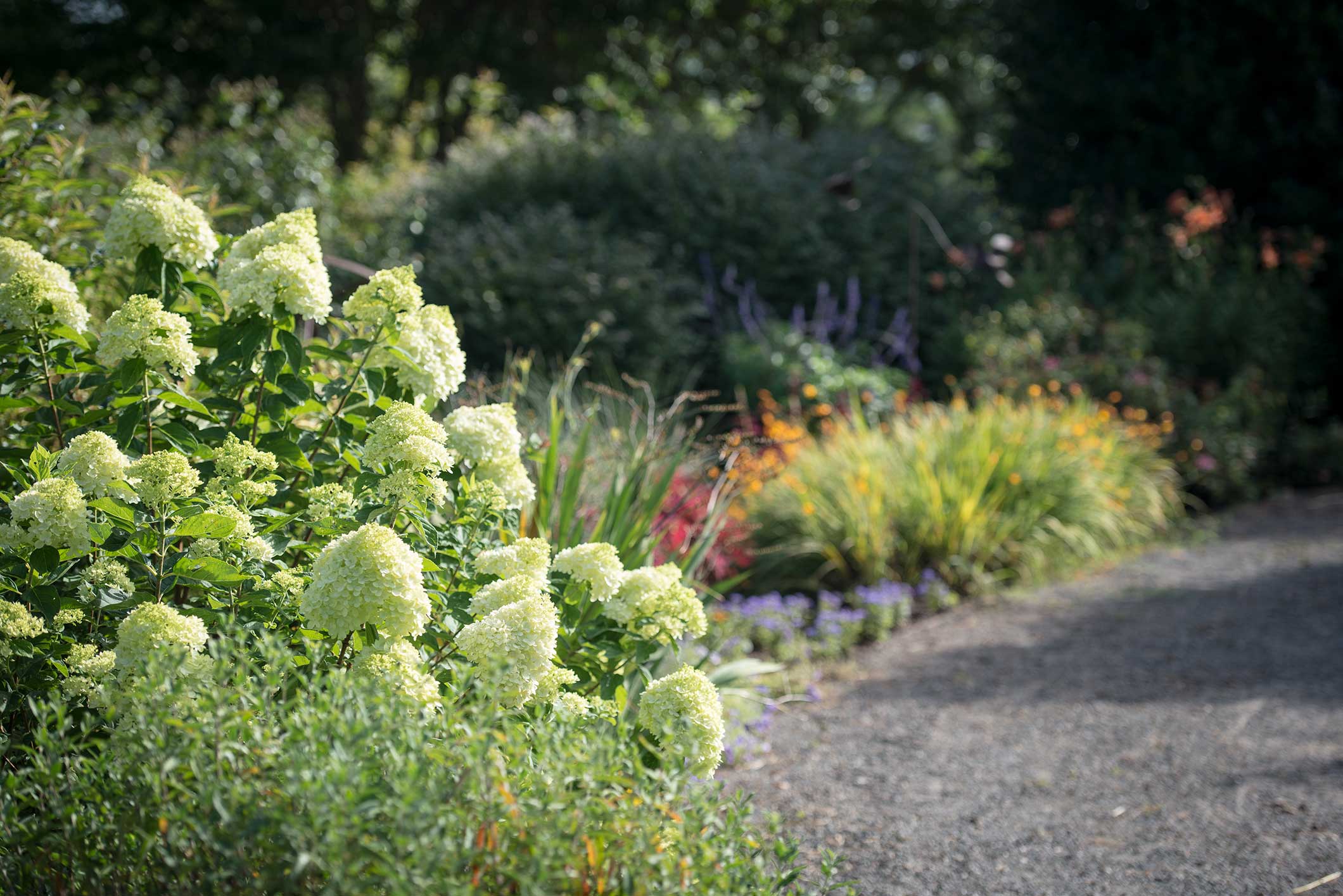 9 Fall Shrubs that will Transform your Garden – P. Allen Smith