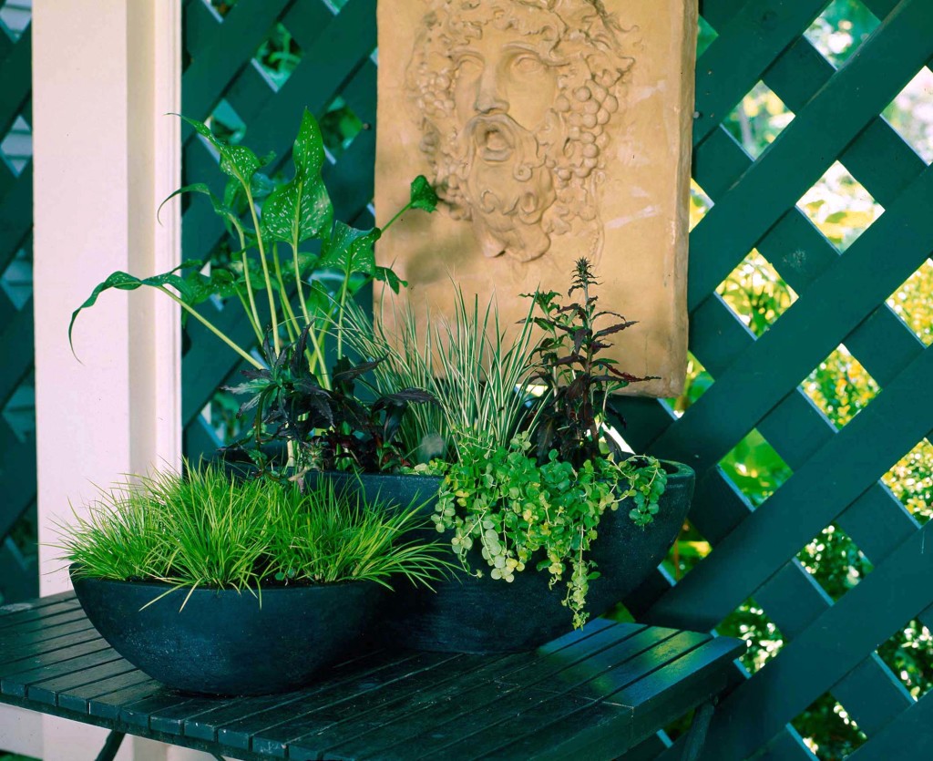 Tropical Tabletop Water Garden P. Allen Smith