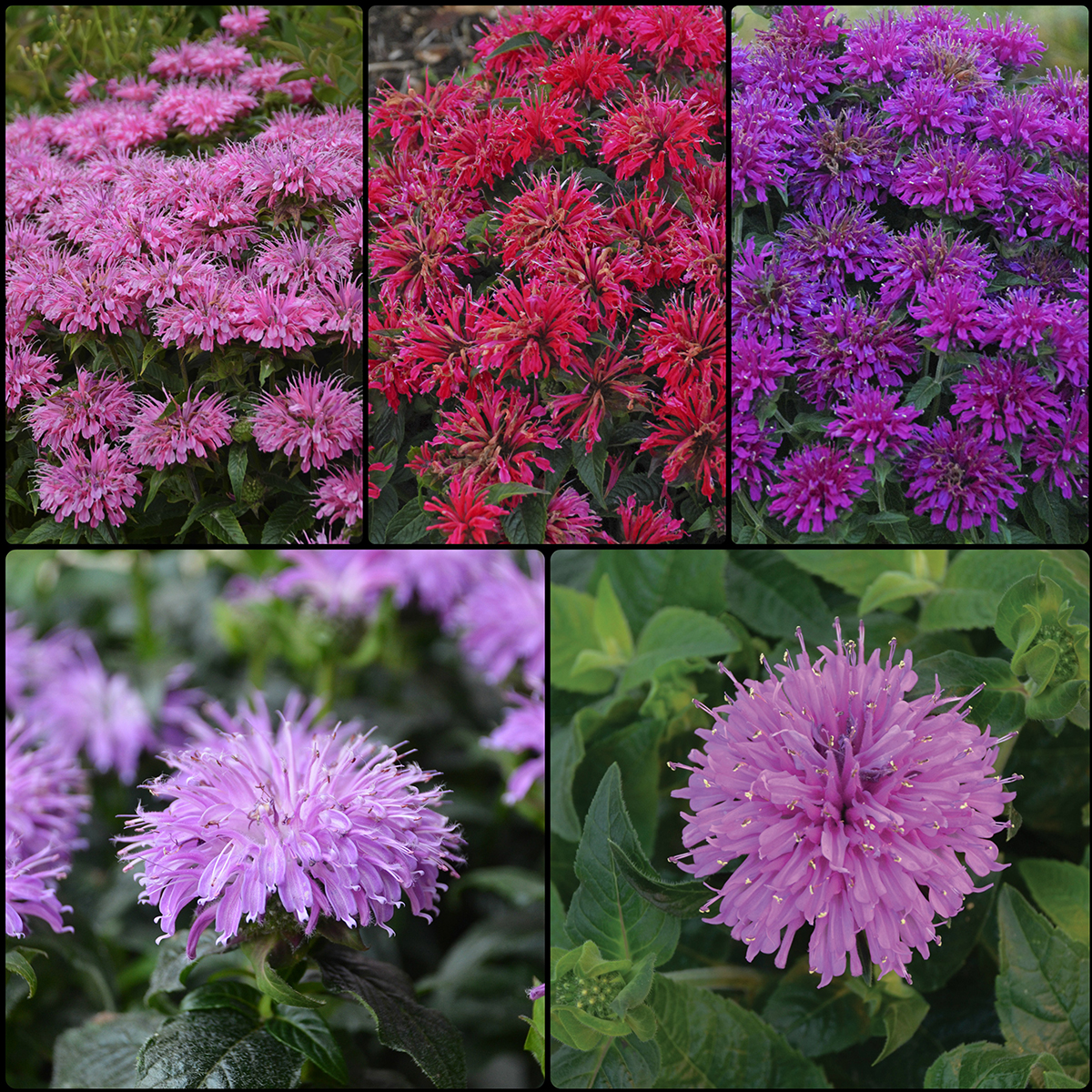 Perennial Plants That Keep Deer Away from Your Garden P. Allen Smith