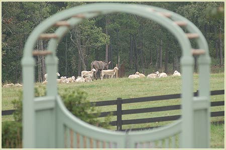 View through a gate to sheep in a field