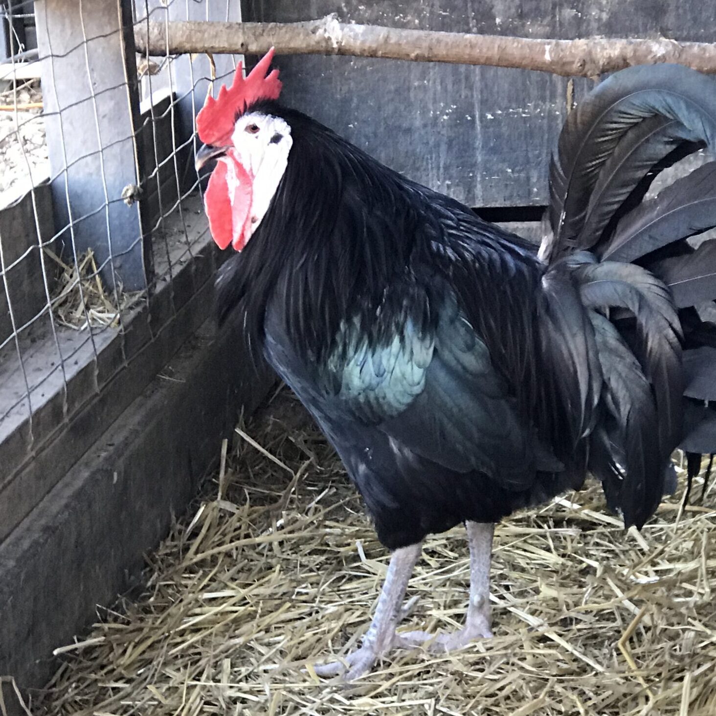 White Faced Black Spanish Bantam Pair - P. Allen Smith