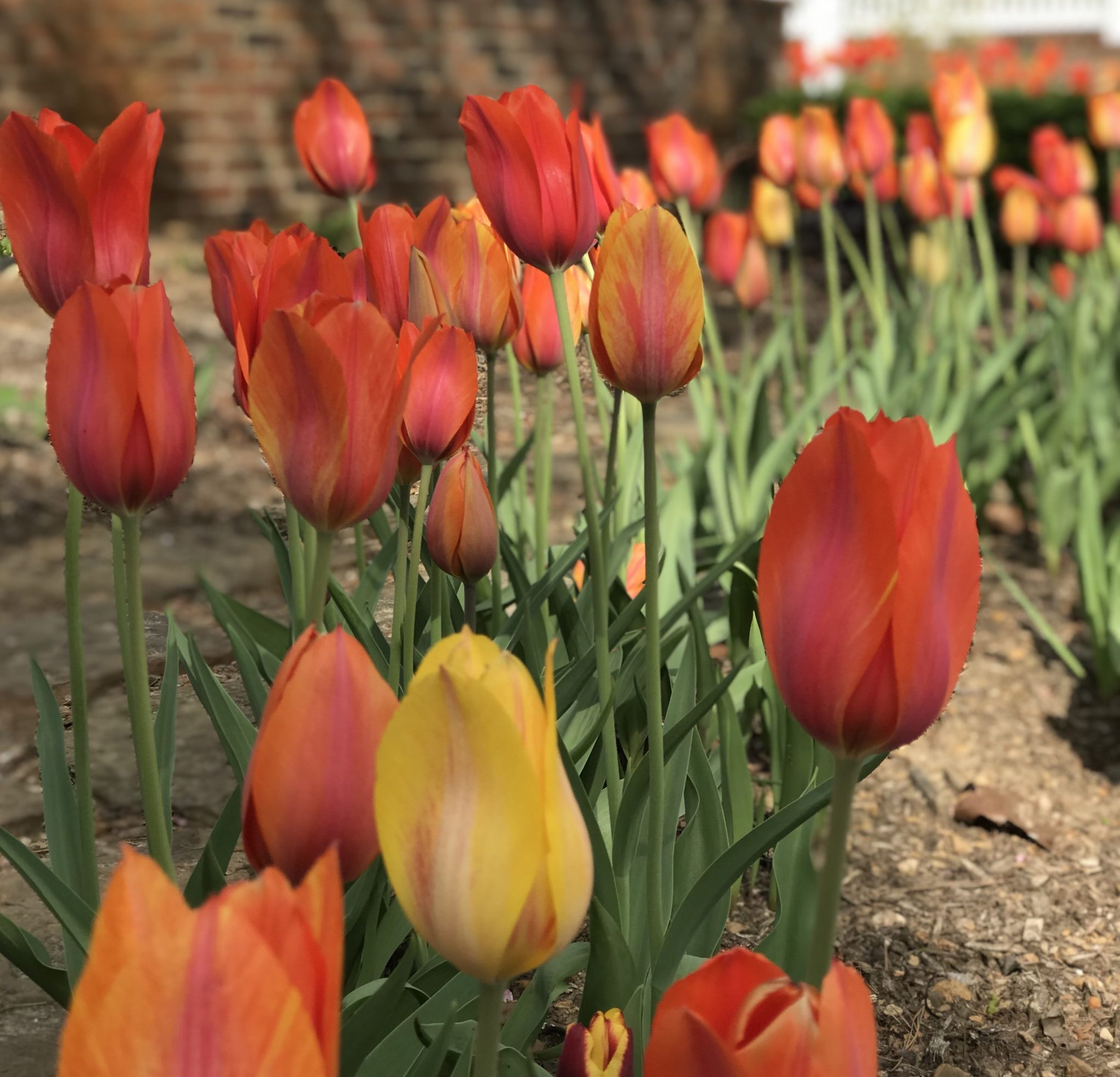 5 Things I’ve Learned From Designing with Tulips – P. Allen Smith