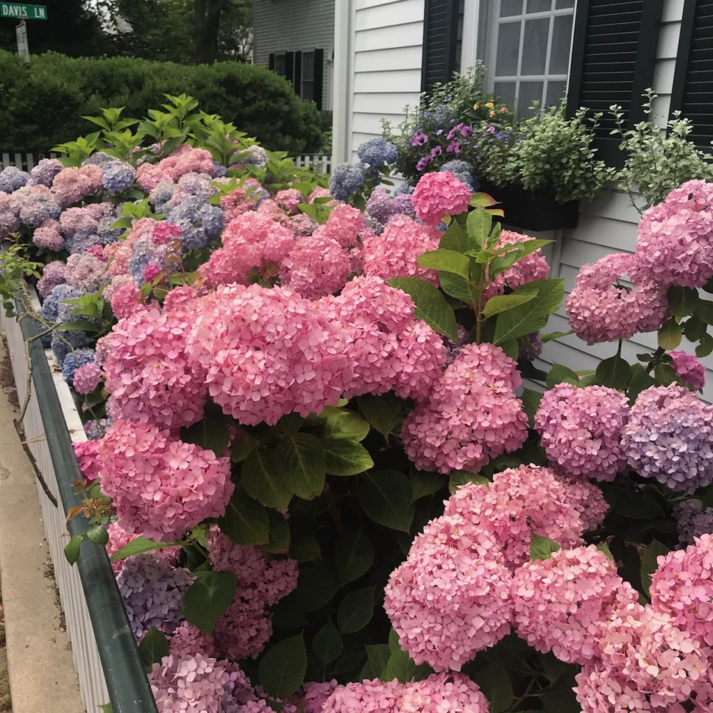 A Hydrangea For Every Garden – P. Allen Smith