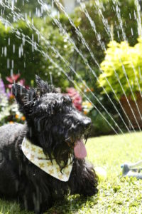 8 ways to help your dog beat the heat