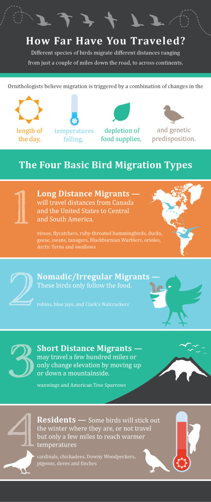 Bird migration infographic