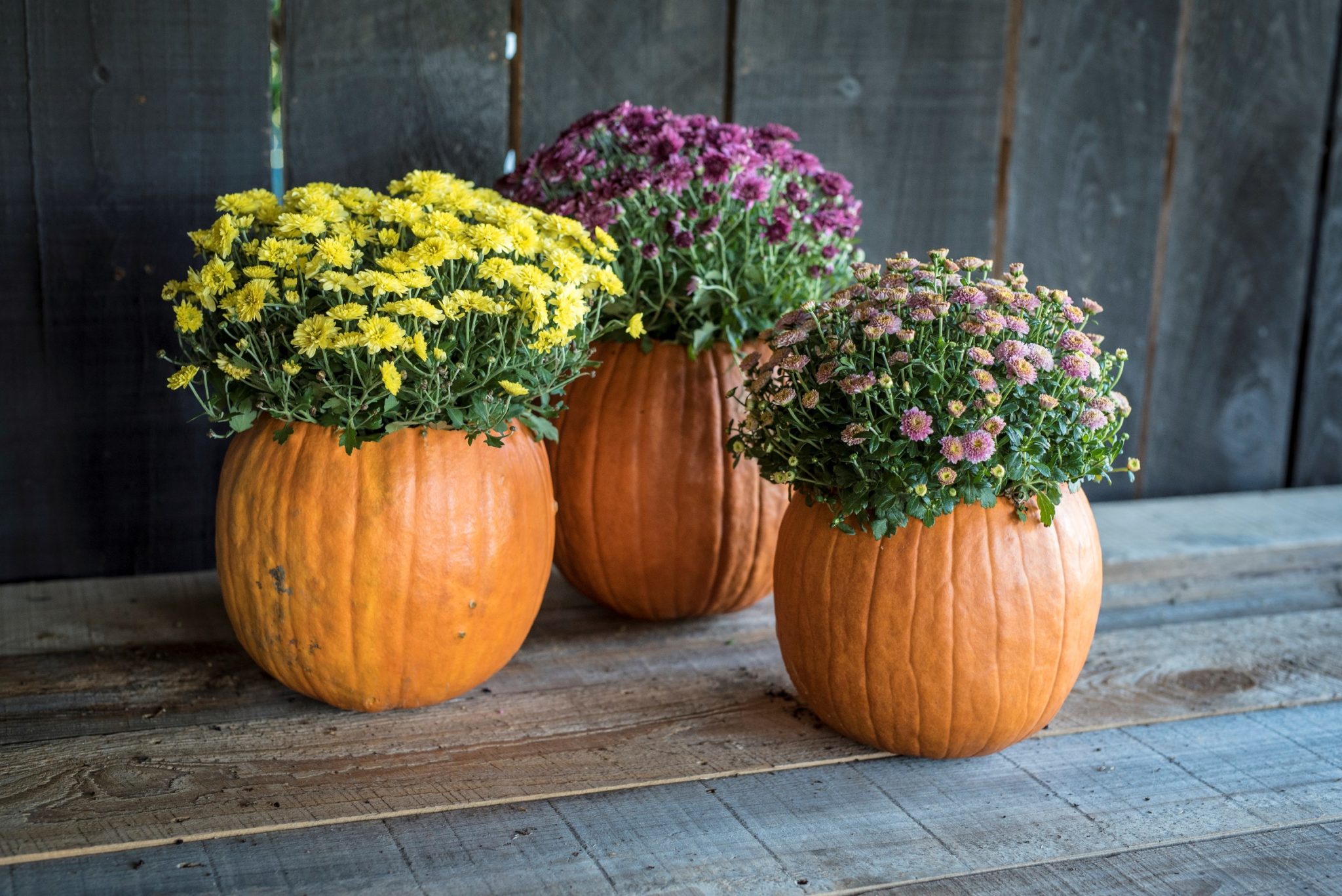 pumpkin planter container