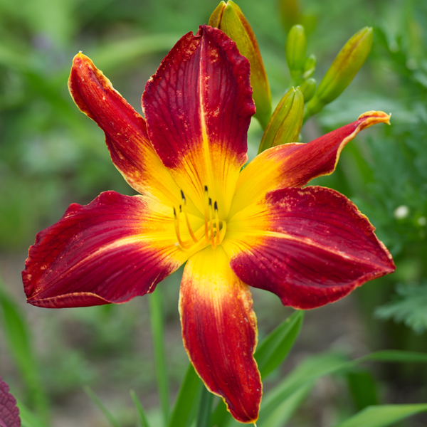 'Ruby-Spider'-PW