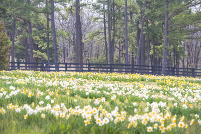 daffodil hill daffodils