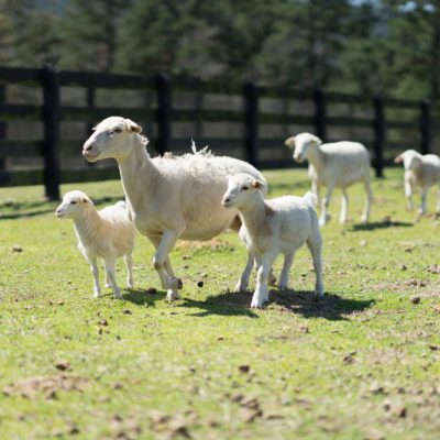 Dorpers meander though a green pasture at P. Allen Smith's Moss Mountain Farm