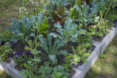 garden gardening