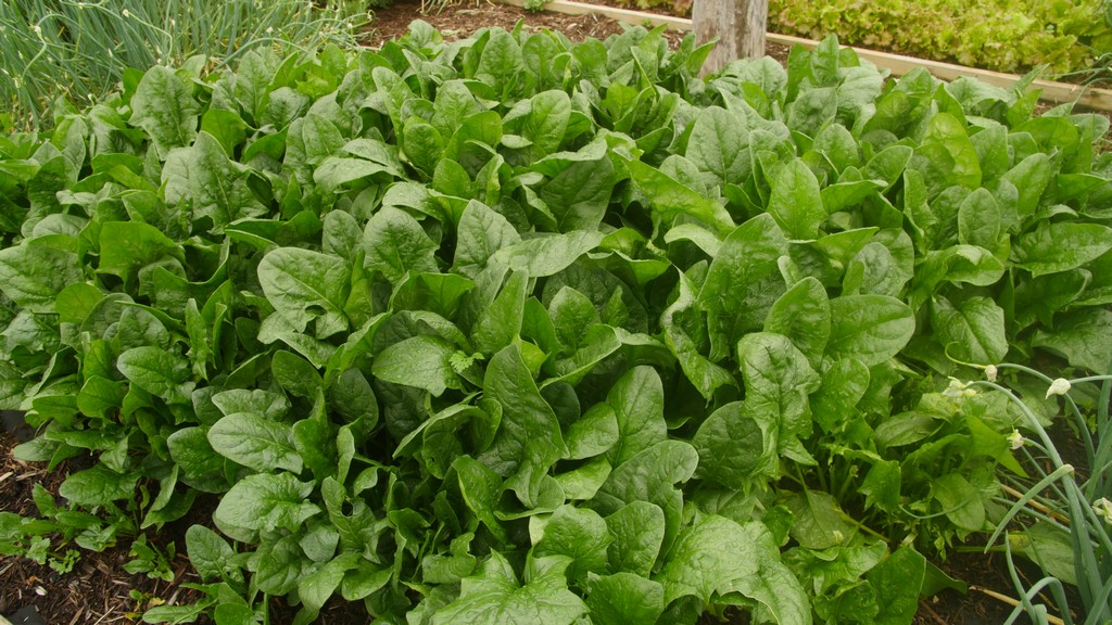 imperial green spinach p. allen smith home grown