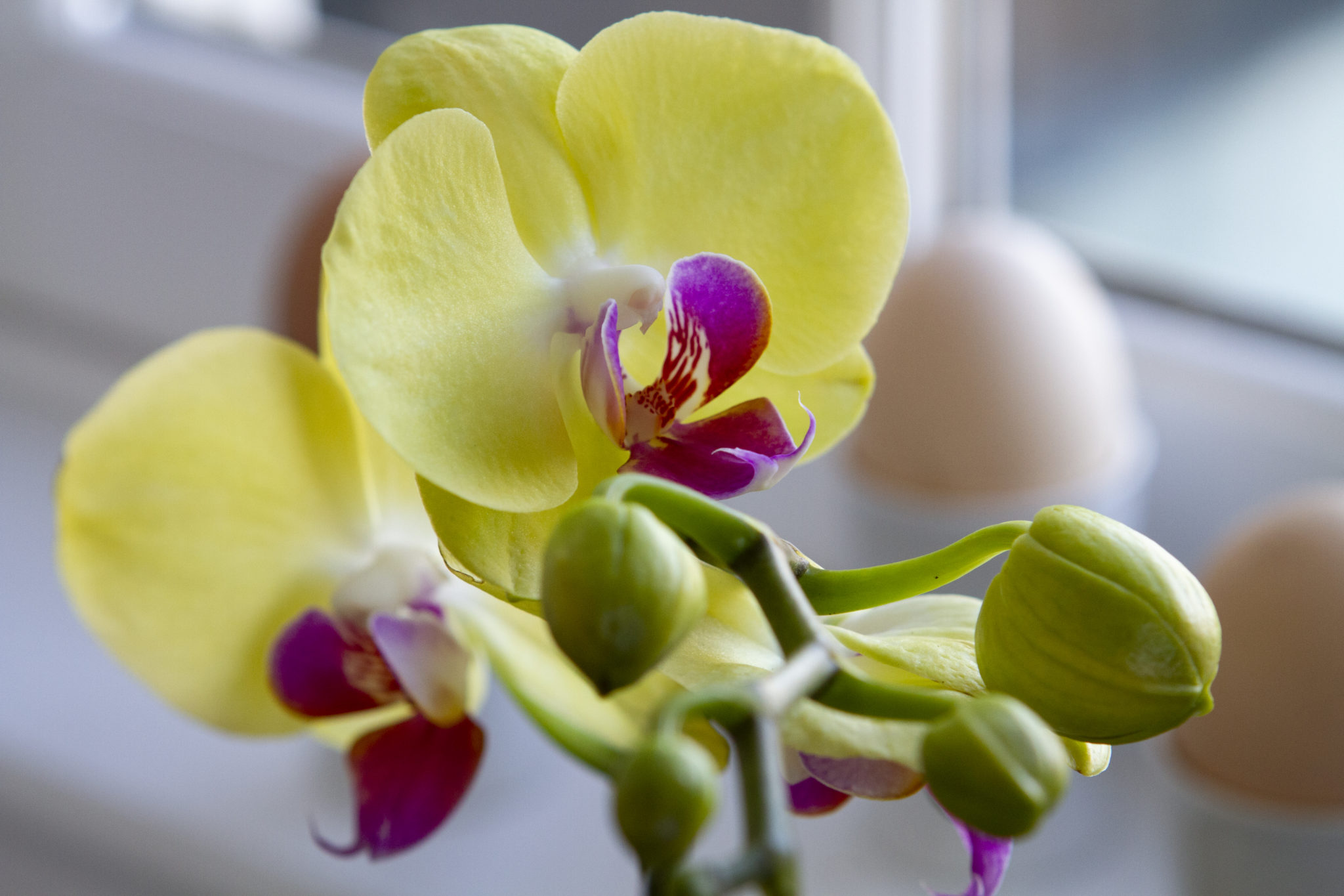 How To Care For Phalaenopsis Orchids After They Bloom – P. Allen Smith