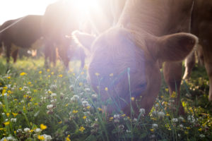 The Grass Roots Farmers' Cooperative is an Arkansas-based, member-owned livestock producer's cooperative operating by the highest principles and standards of pasture-based production methods.