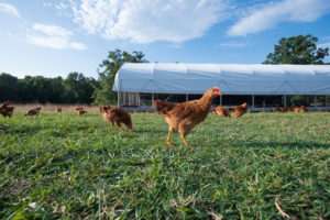 A special schooner was designed to allow chickens to graze freely while also giving protection from predators. (photo by Bryan Clifton)